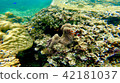 Okinawa Ishigaki-jima Island underwater photo of coral reef Cuckley anemonefish Okinawa Ishigaki-jima Island underwater photo of coral reef Cuckley anemonefish 42181037