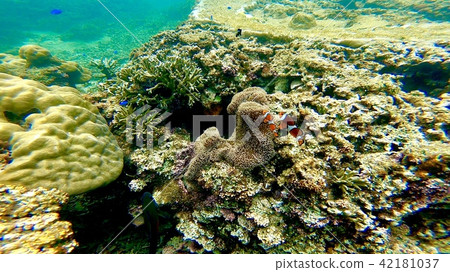 沖繩島石垣島水下照片珊瑚礁Cuckley anemonefish 沖繩島石垣島水下照片珊瑚礁Cuckley anemonefish 42181037