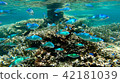 Okinawa Ishigakijima Coral Reefs Underwater Pictures Okinawa Ishigakijima Coral Reefs Underwater Pictures 42181039