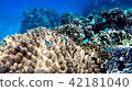 Okinawa Ishigakijima Coral Reefs Underwater Pictures Okinawa Ishigakijima Coral Reefs Underwater Pictures 42181040