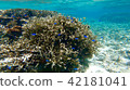 Okinawa Ishigakijima Coral Reefs Underwater Pictures Okinawa Ishigakijima Coral Reefs Underwater Pictures 42181041