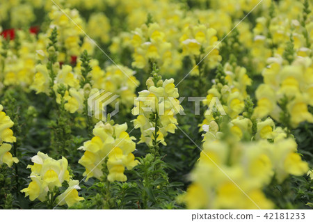 Goldfish grass or name Longkou flower, dragon head flower, western colorful, 42181233