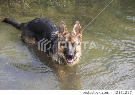 German shepherd stands in river water German shepherd stands in river water 42181237
