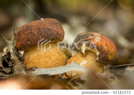 Nice penny bun mushroom on the forest Nice penny bun mushroom on the forest 42181572