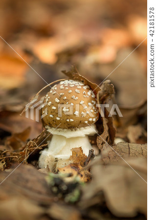 Closeup of panther cap mushroom Closeup of panther cap mushroom 42181578