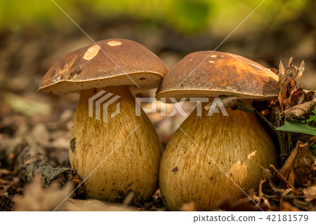 Nice penny bun mushroom on the forest Nice penny bun mushroom on the forest 42181579