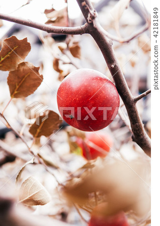 Red Fuji apple on tree close up shot 42181849