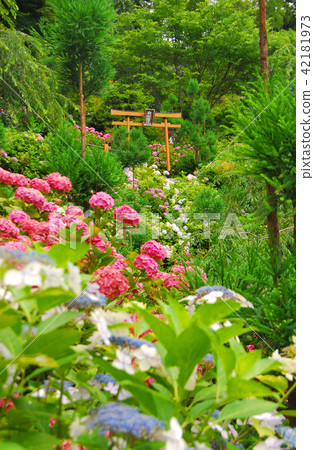 Torii at Zenzenji temple surrounded by hydrangeas Torii at Zenzenji temple surrounded by hydrangeas 42181973