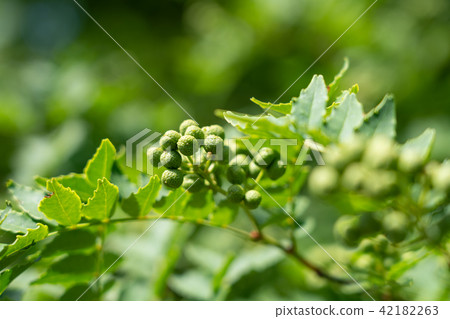 Pepper fruit (family garden) June Pepper fruit (family garden) June 42182263