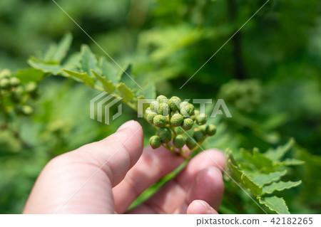 Actual hands of Japanese pepper (home garden) June 42182265