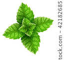 Mint green leaves for mojito drink top view 42182685