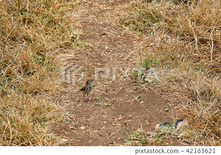 Berthelot's pipit in natural environment Berthelot's pipit in natural environment 42183621