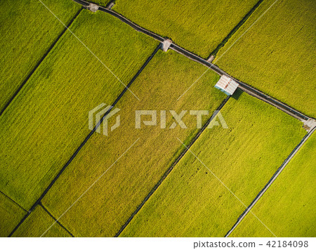 Kansai rice field aerial shot Kansai rice field aerial shot 42184098