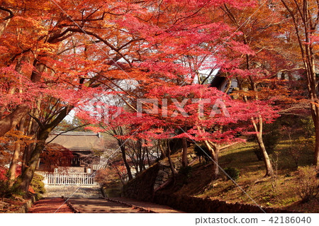 京都的秋葉 京都的秋葉 42186040