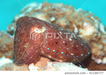 魷魚沖繩 魷魚沖繩 42186777