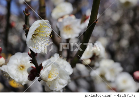 Plum forest Plum forest 42187172
