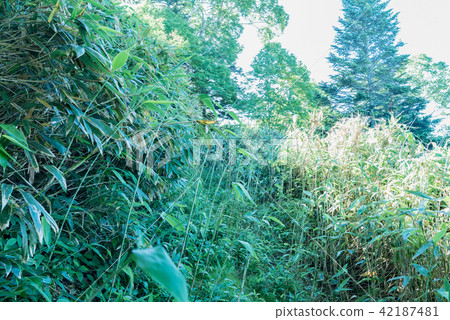 Nogaku Lake - Shibusawa Dam Mountain Climbing Path Nogaku Lake - Shibusawa Dam Mountain Climbing Path 42187481