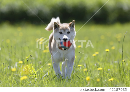 Shiba Inu在外地玩 Shiba Inu在外地玩 42187985