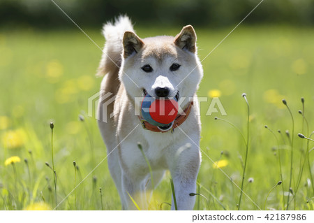 Shiba Inu playing in the field 42187986