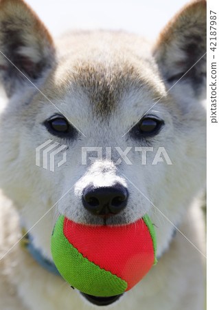 Shiba Inu playing in the field 42187987