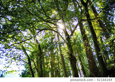 Fresh green trees 42188164