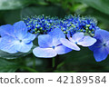 Hydrangea entrance (Shuyuu Shideido) ② 42189584
