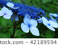 Hydrangea attendant (salt fumigation hall) ③ 42189594