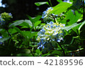 Hydrangea entrance (Shimanto Exodus) ④ 42189596