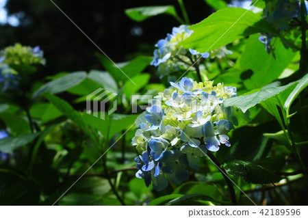 Hydrangea entrance (Shimanto Exodus) ④ 42189596
