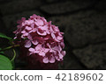 Hydrangea entrance (salt fumigation hall) ⑤ 42189602