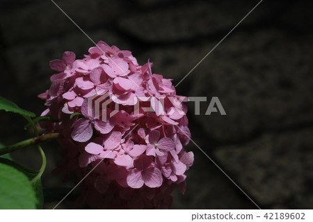 繡球花入口(鹽熏蒸廳)⑤ 繡球花入口(鹽熏蒸廳)⑤ 42189602