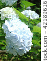 Hydrangea attendant (Shimanto Exodus) ⑧ 42189616