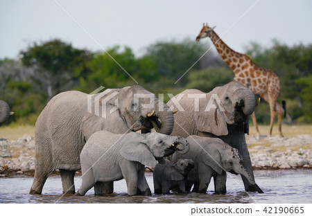 African elephant African elephant 42190665