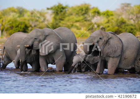 African elephant 42190672