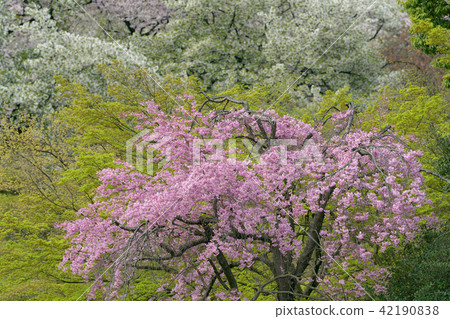Kawazu cherry tree 42190838
