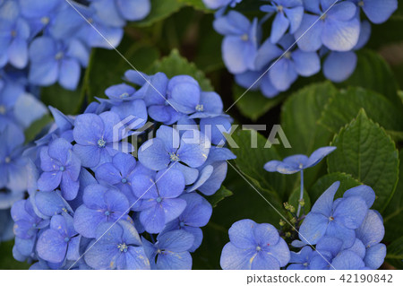 紫色繡球花 紫色繡球花 42190842