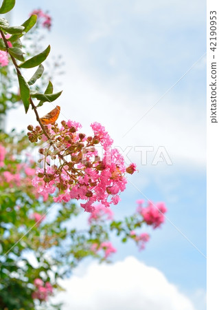 Saruberg花和夏天藍天 42190953