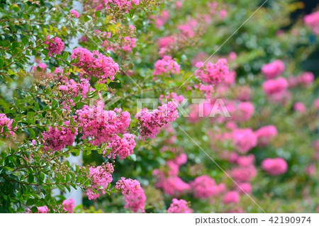 縐紗花 縐紗花 42190974