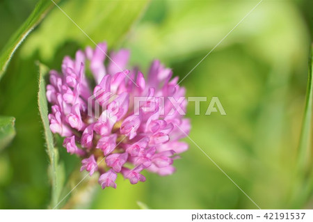 Red mackerel Murasakitetsukusa 42191537