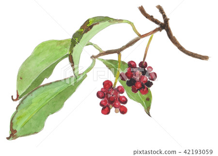 南五味子蛇 南五味子蛇 42193059