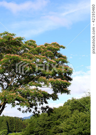 Summer Satoyama Nemnoki Summer Satoyama Nemnoki 42193460