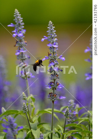 Blue salvia and bear bees 42193766