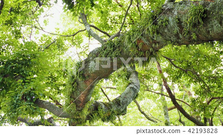 Looking up the big tree of Nakazaki Shrine, Part 1 42193828