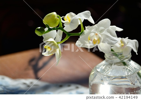 Phalaenopsis orchid Phalaenopsis orchid 42194149