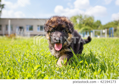 Agile puppy of german shepherd playing on the lawn 42194173