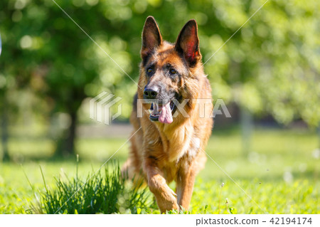 German shepherd dog walking on green grass 42194174