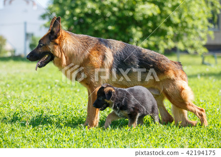 German shepherd with its puppies resting on grass 42194175