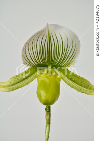 兜蘭 兜蘭 42194675