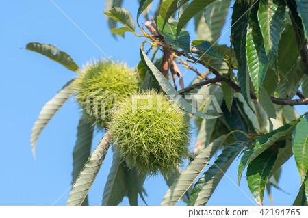 板栗栗子 42194765