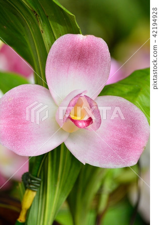 World Ran Show Licaste 42194928